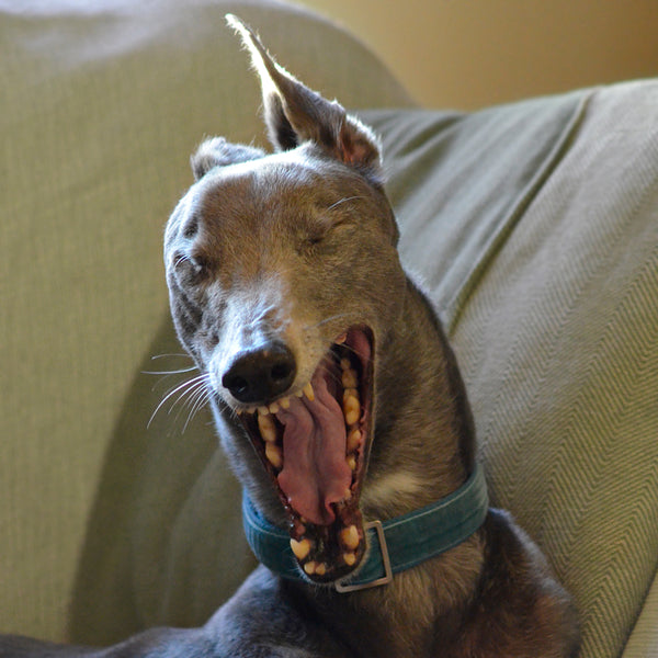 Greta the greyhound