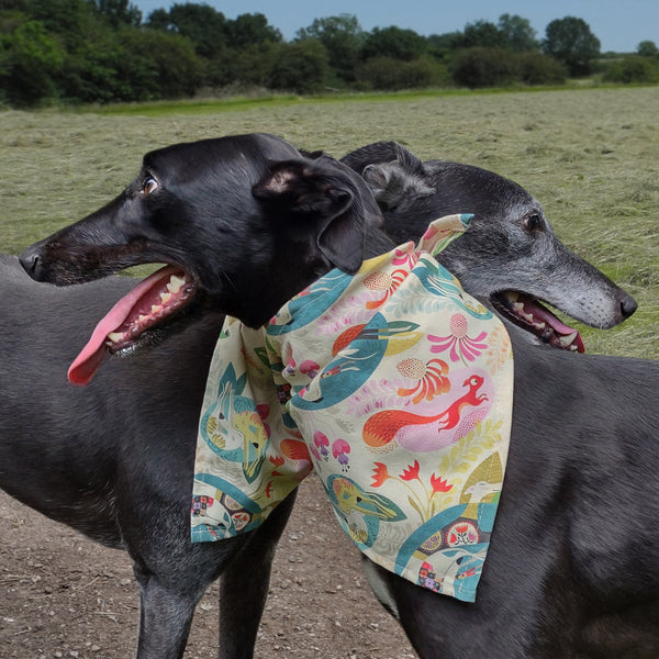 Two greyhounds wearing a Flower Bed bandana by Rollerdog