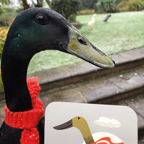Bakewell the runner duck next to his coaster