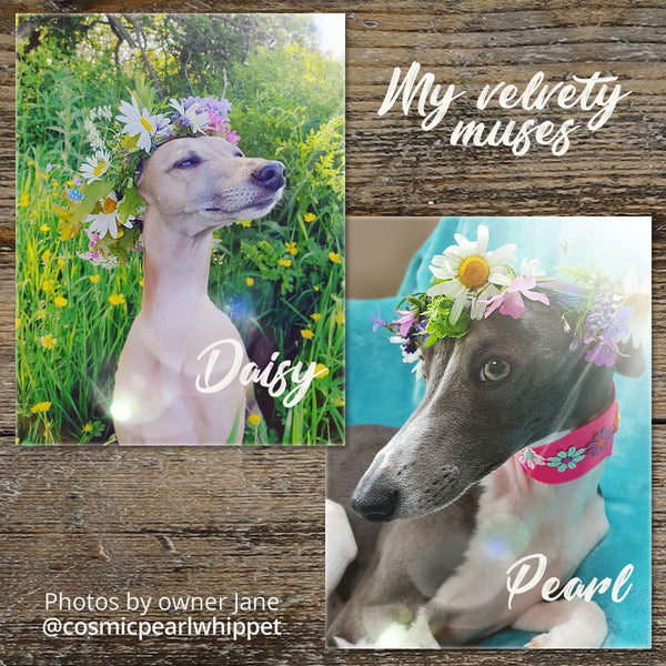 Daisy and Pearl - two whippets wearing flower crowns, photographed by cosmicpearlwhippet
