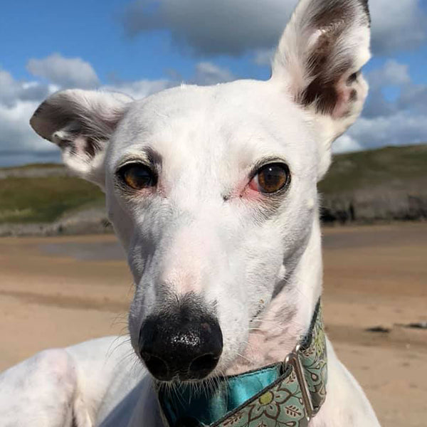Snowy the whippet
